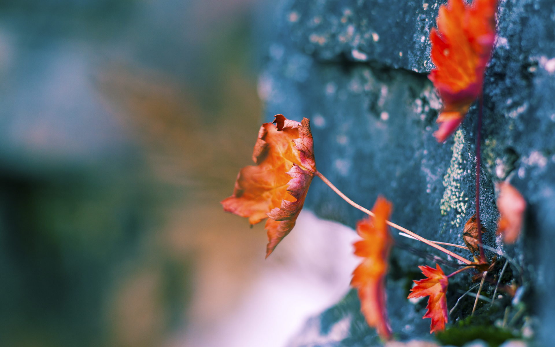 教练员情绪表达是否影响球队整体战术执行力,论述影响教练员行为的情景因素