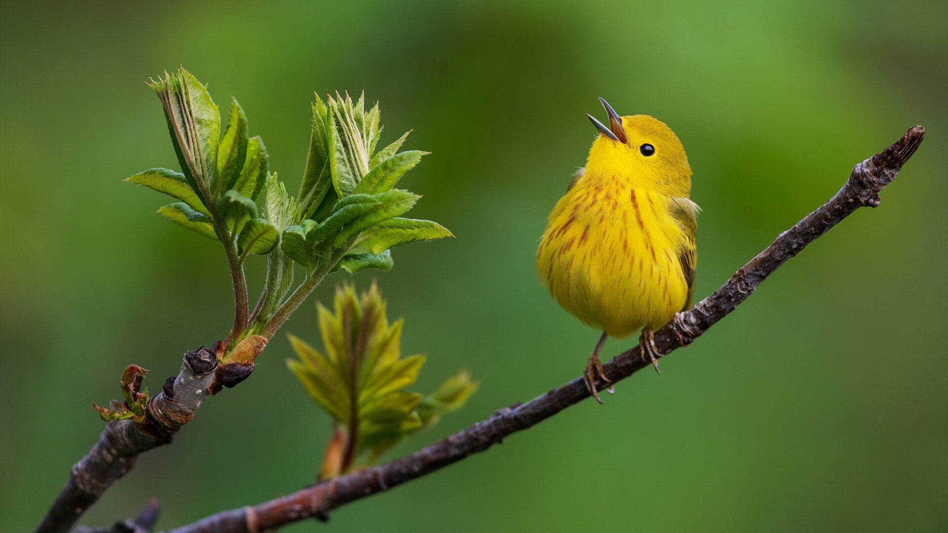 直播技术突破提升赛事观赏性,直播技术怎么实现