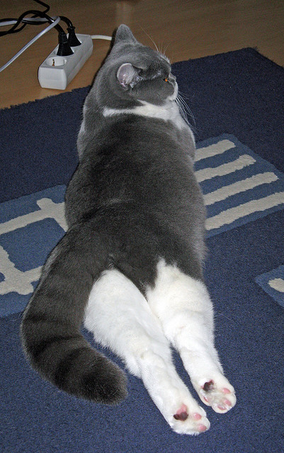 kaiyun中国官方网站-体育用品智能追溯系统建设与监管机制研究，体育用品管理系统