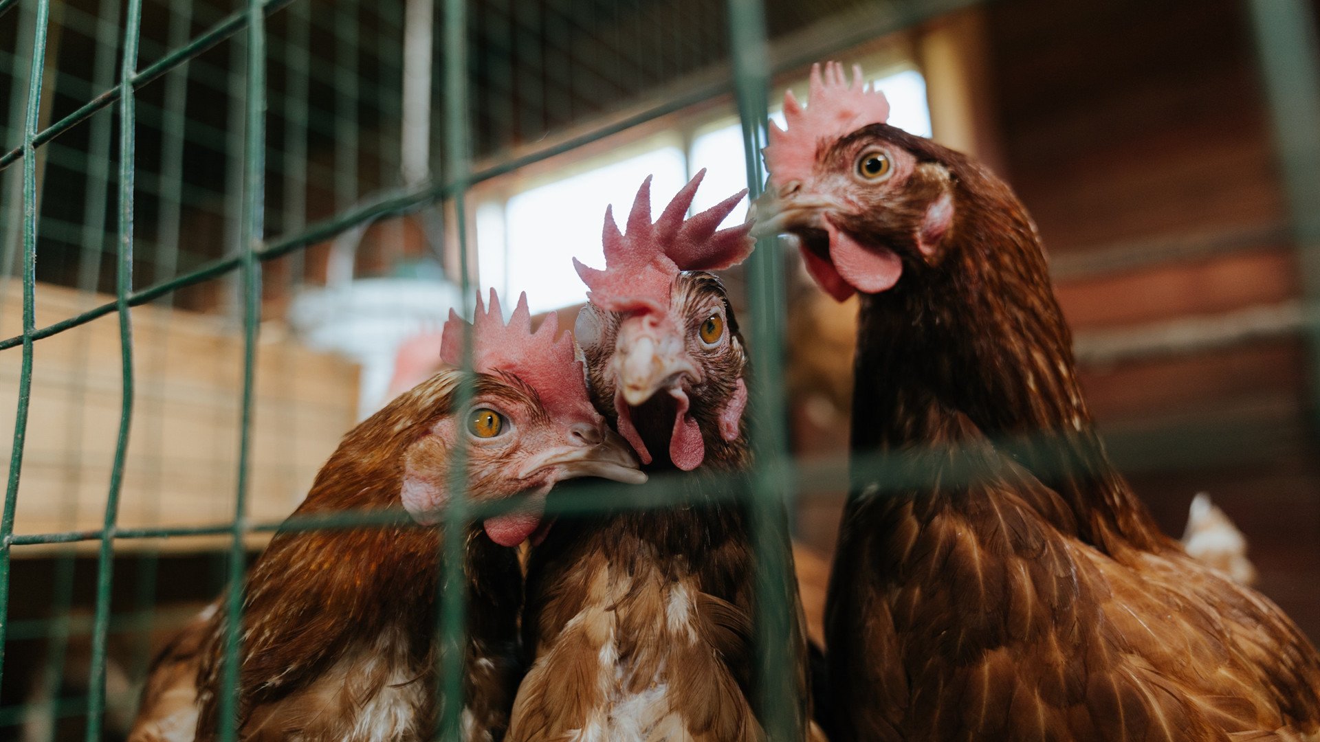 Kaiyun APP-中国男篮提升传导速度应对高强度防守，中国男篮传奇球员