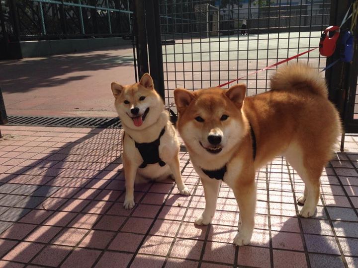 中国篮球文化传承为何存在断层，中国篮球精神