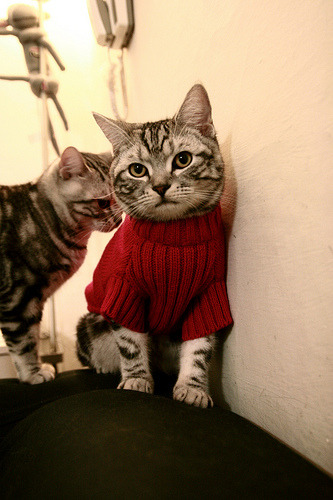 中国香港队的未来突破：技术革新与全球乒乓竞争的对接，香港队乒乓球比赛