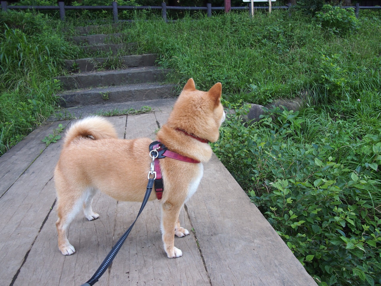 德国队如何借助赛制在国际乒联混合团体世界杯中争夺桂冠,德国队乒乓